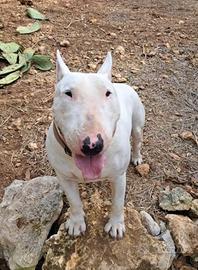 Bull Terrier per monta