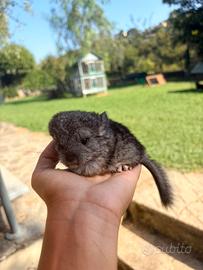 Cuccioli di cincillà maschi e femmine