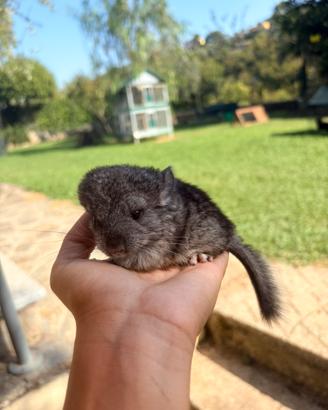 Cuccioli di cincillà maschi e femmine