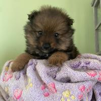Cuccioli di 2 mesi- ( spitz spitz spitz)