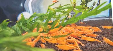 Pesci piante caridine ampullarie