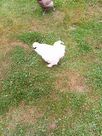 Gallo morosano un anno di vita