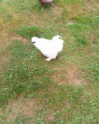 Gallo morosano un anno di vita