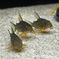 Corydoras