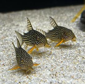 Corydoras