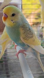COCORITI varie mutazioni