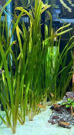 Vallisneria per acquario e altre piante