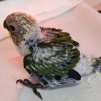 Pappagalli conuro jandaya da imbecco