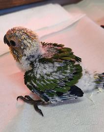 Pappagalli conuro jandaya da imbecco