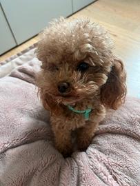 Disponibile per monta