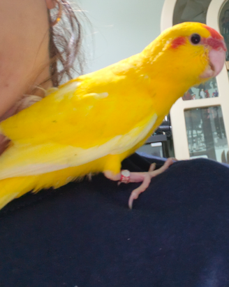 Animali uccelli