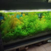 piante per acquario 
