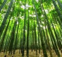 Canne di bambu gigante