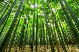 Canne di bambu gigante