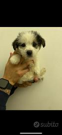 Cuccioli morkie