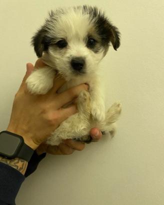 Cuccioli morkie