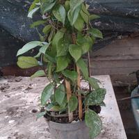 giardino fai da te