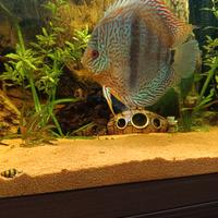 Discus