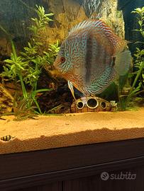 Discus