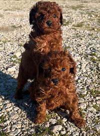 barboncino rosso Red intenso Brown mini 2 mesi