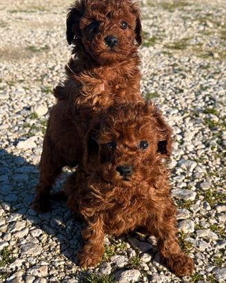 barboncino rosso Red intenso Brown mini 2 mesi