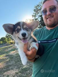 Welsh Corgi Pembroke con pedigree