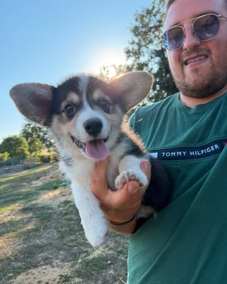Welsh Corgi Pembroke con pedigree