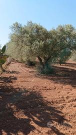 Uliveto Produttivo e Recintato - Planu Orri