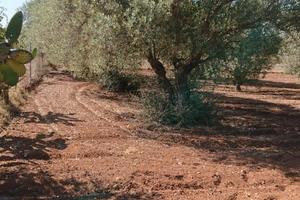 Uliveto Produttivo e Recintato - Planu Orri
