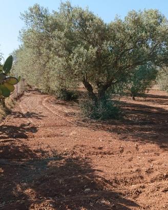 Uliveto Produttivo e Recintato - Planu Orri