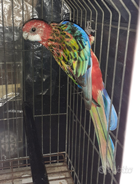 Pappagallo Rosella