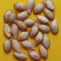 Semi selezionati di Zucca Butternut. 20 pz