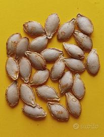 Semi selezionati di Zucca Butternut. 20 pz