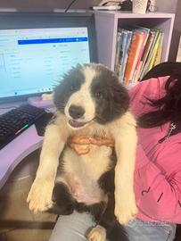 Border collie splendido 3 mesi