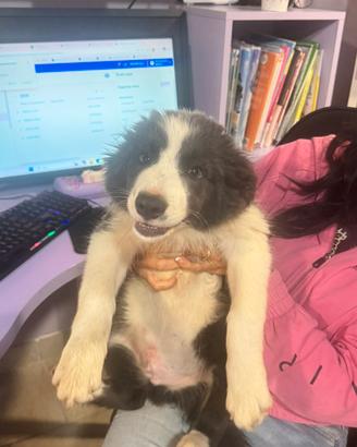 Border collie splendido 3 mesi