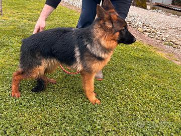 Cucciola di Pastore Tedesco