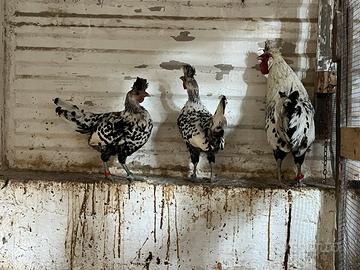 Trio Appenzeller