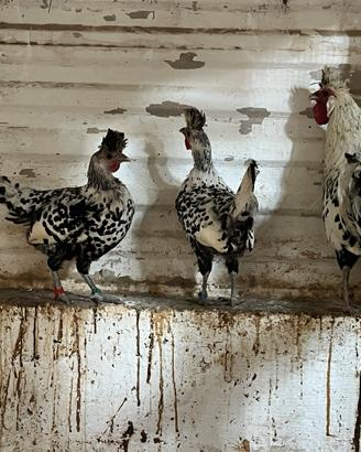 Trio Appenzeller