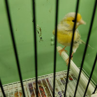 Canarino maschio agata opale giallo mosaico