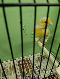 Canarino maschio agata opale giallo mosaico