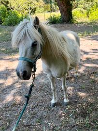 Pony femmina