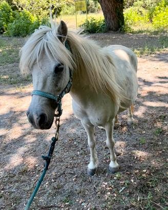 Pony femmina