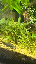 Garra rufa circa 8 cm