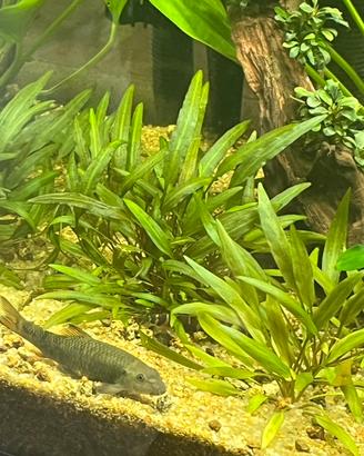 Garra rufa circa 8 cm