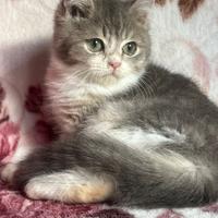 Gattini scottish straight pedigree Tica