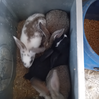 Conigli nuova zelanda