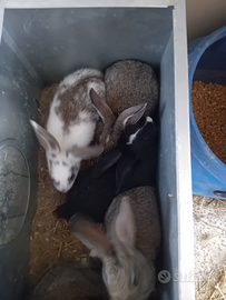 Conigli nuova zelanda