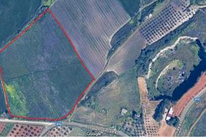 Terreno 4 ettari di cui 3,75 diritto di vigneto