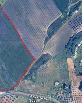 Terreno 4 ettari di cui 3,75 diritto di vigneto