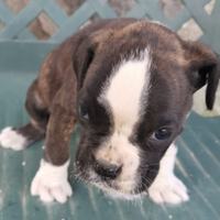 Boxer tigrato